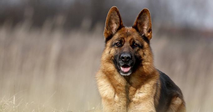Which one of those dog breeds would you choose, if you wanted to buy a pet?