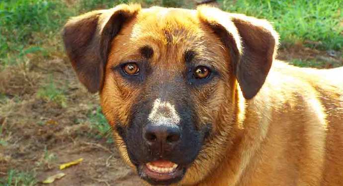 Which one of those dog breeds would you choose, if you wanted to buy a pet?