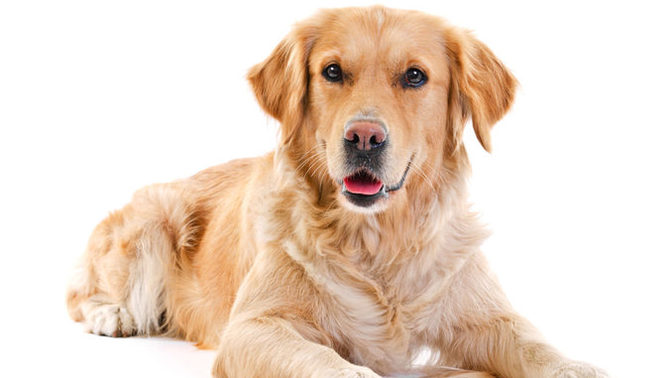 Which one of those dog breeds would you choose, if you wanted to buy a pet?