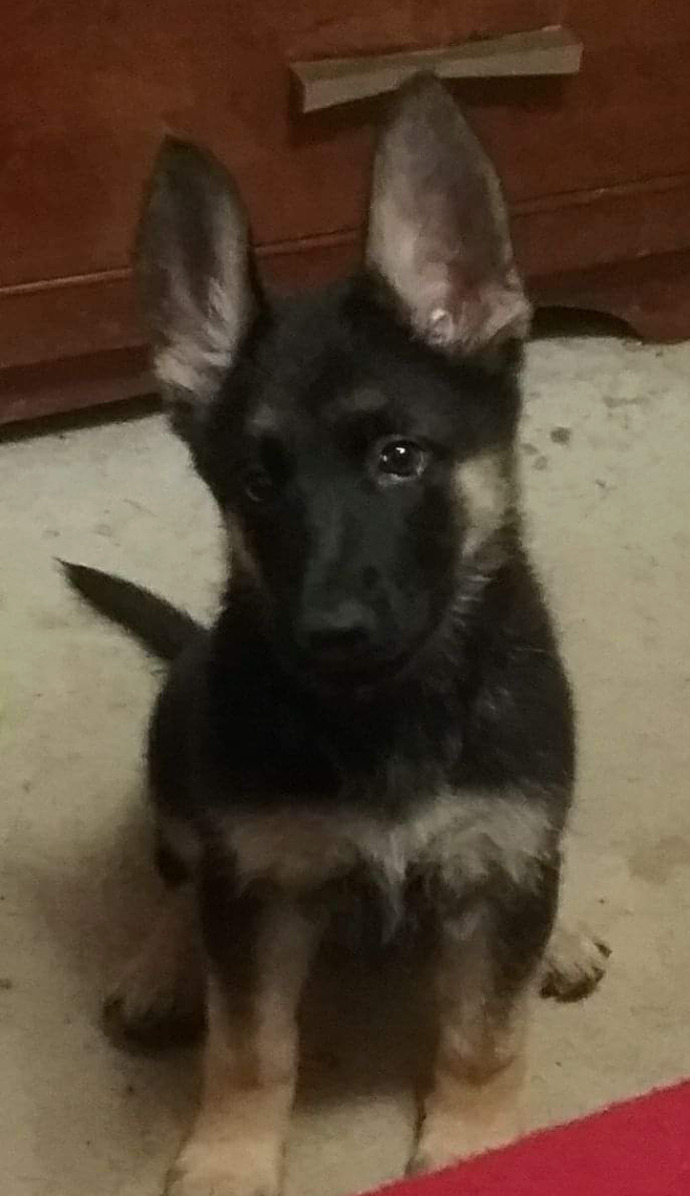 What do you think of our new puppie?