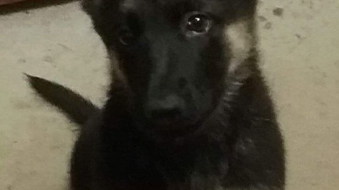 What do you think of our new puppie?