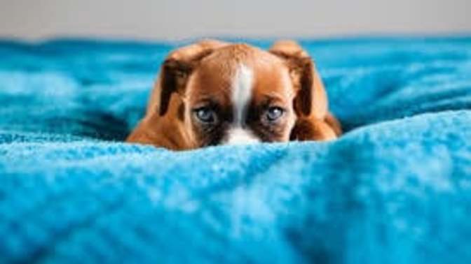 Are you afraid of dogs?