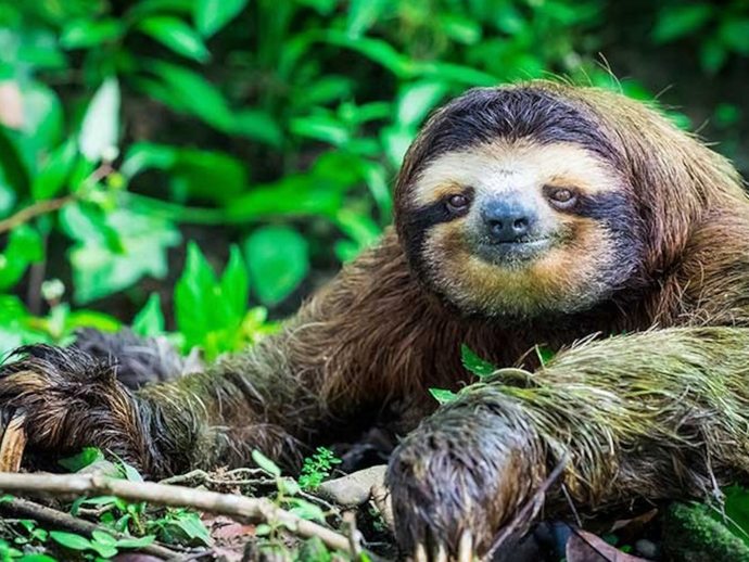 What animals do you hate most and why?