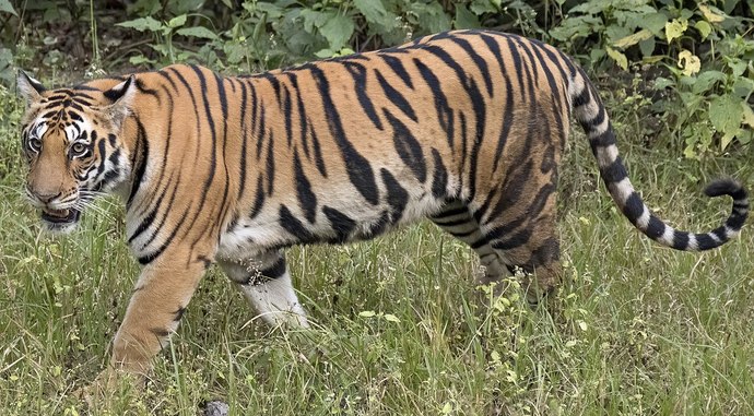 Do you like wild cats?