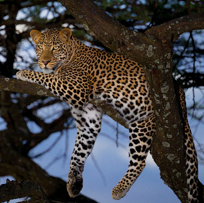 Do you like wild cats?