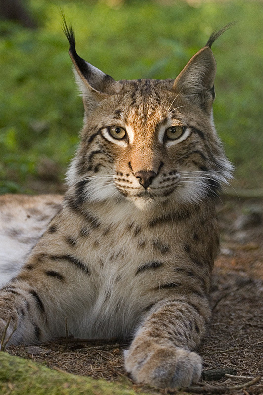 Do you like wild cats?