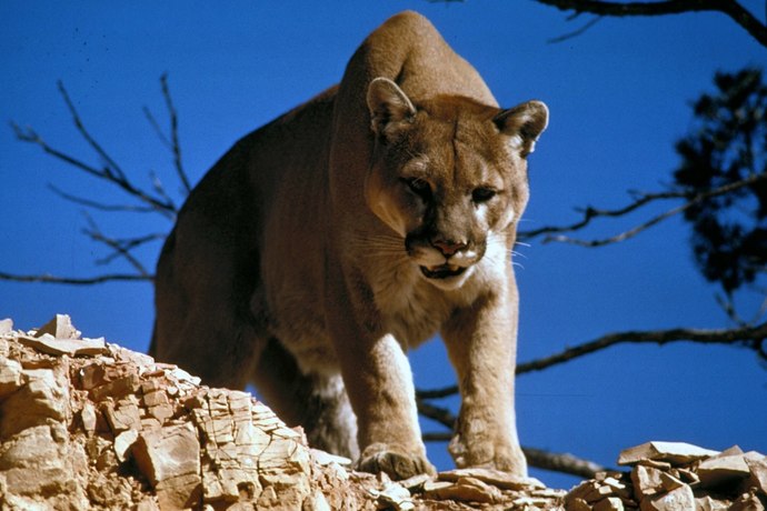 Do you like wild cats?