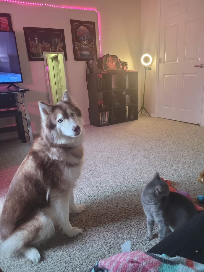 They are begging for dinner in this photo. I thought it was so cute 💕