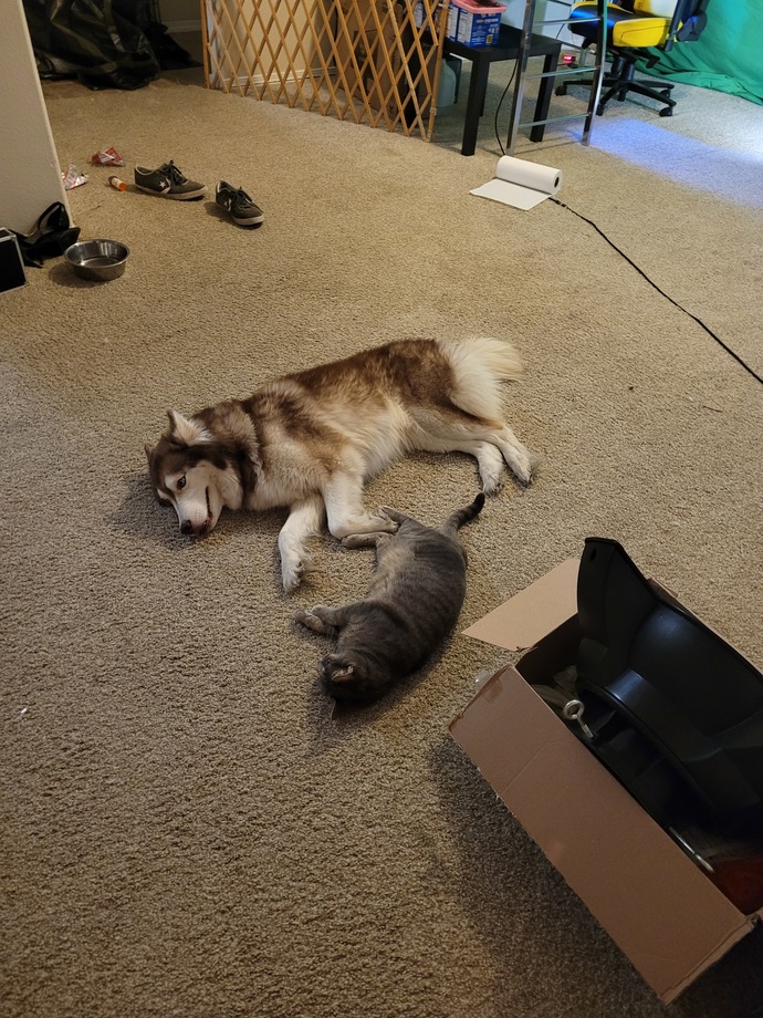 Living room, before I reorganized... My Furbabies relaxing😍🐾