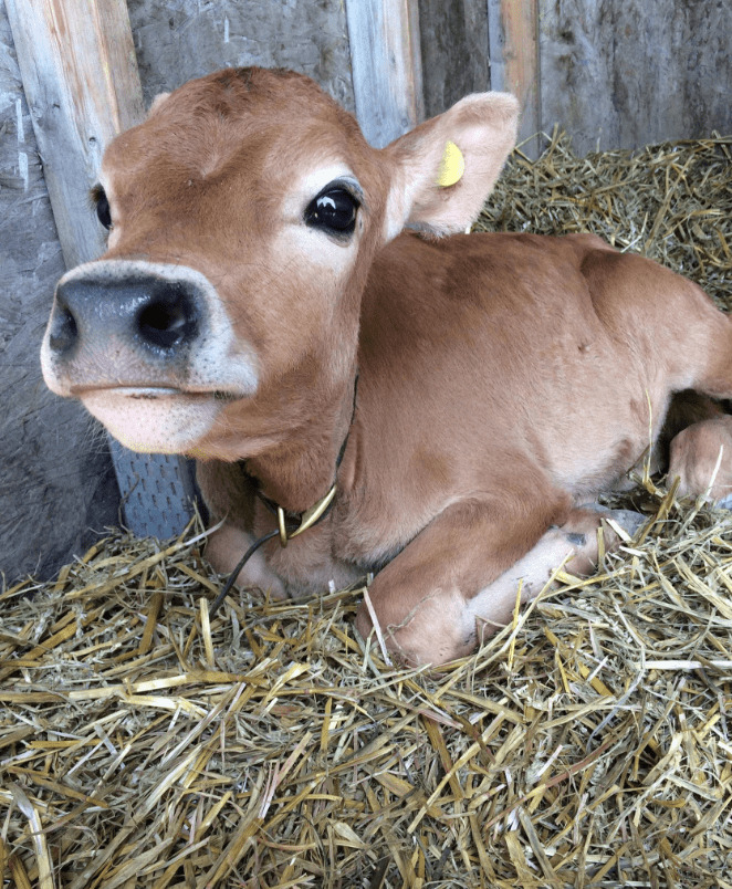 Have you or would you ever eat horse meat?