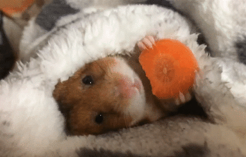 Do you like pets?