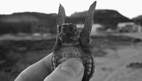 Do you like pets?