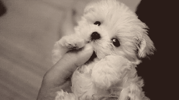 Do you like pets?