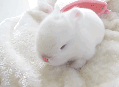 Do you like pets?