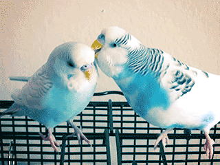 Do you like pets?