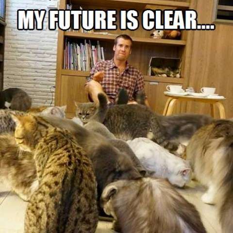 Instead of a cat lady how would you feel about a cat guy?