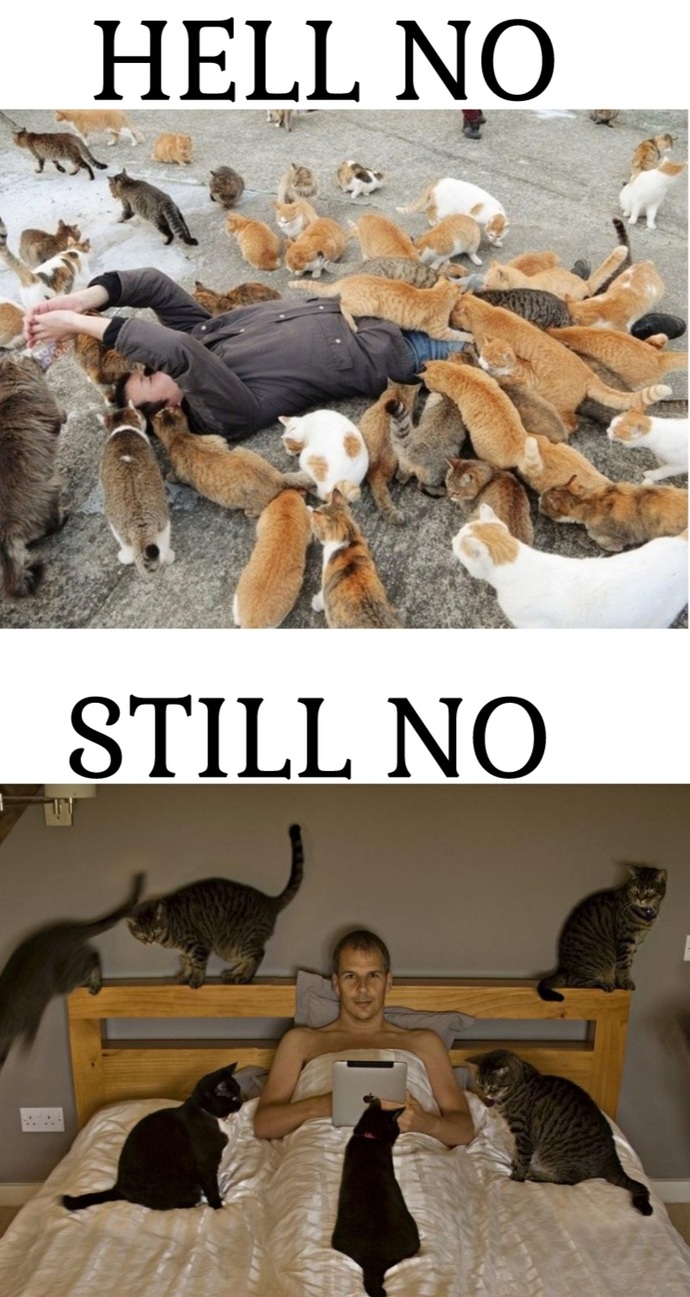 Instead of a cat lady how would you feel about a cat guy?