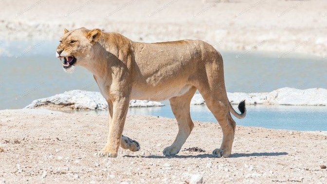 Is it realistically possible a grown man in great physical shape and strength can beat up (no weapon) and kill a female lioness one on one in a fight?