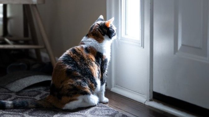 Has your cat Escaped forever?