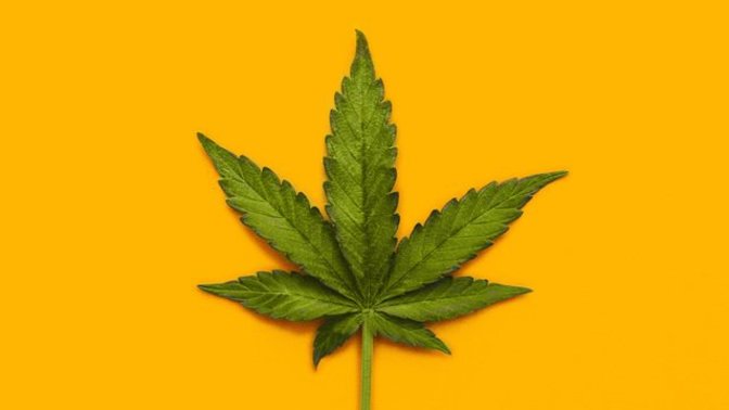 Do You Classify, and or Consider Marijuana as a Drug?