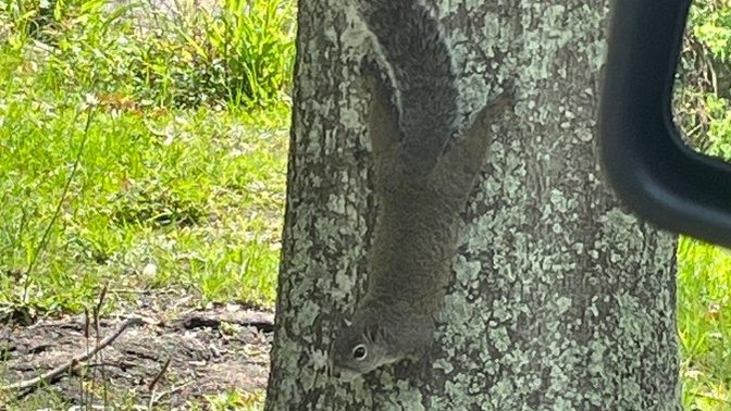 Why is this squirrel staring at me in the park?