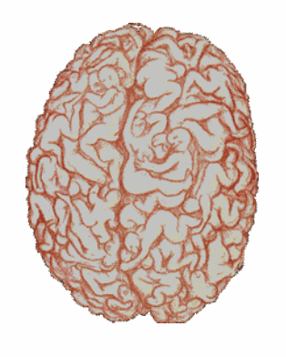 How does the male mind work?