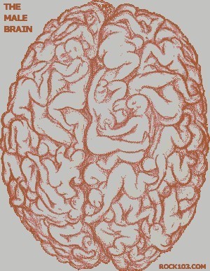 How does the male mind work?