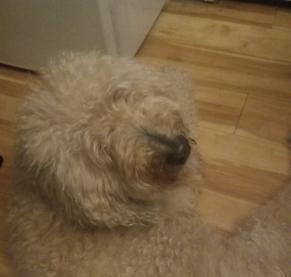 Do you have a pet, what pet is it?