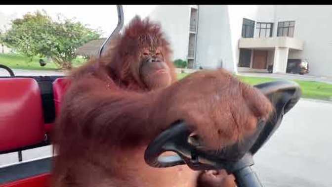What would you think if you saw an orangutan driving a golf cart like it was totally normal?