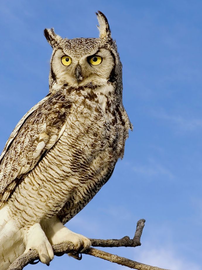 What’s your favorite animal?