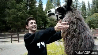 What’s your favorite animal?
