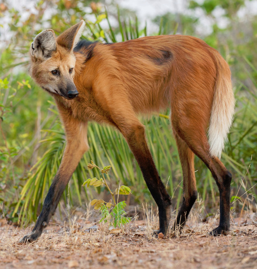 What’s your favorite animal?