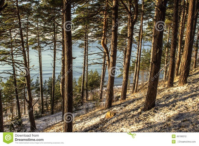 You happen across a beach in the woods, what do you do?