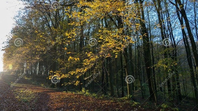 You happen across a beach in the woods, what do you do?