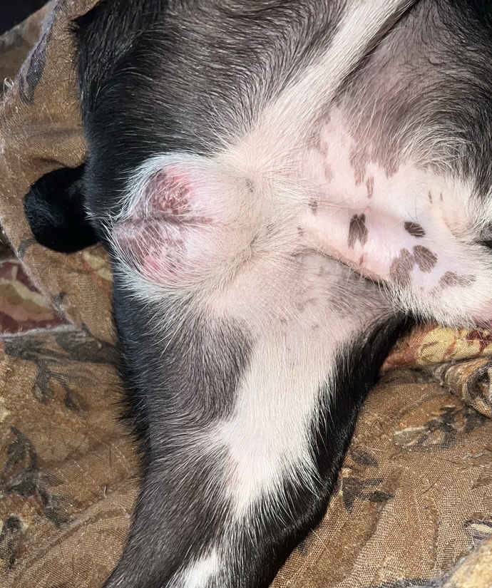 My dog randomly started getting spots on his private area?