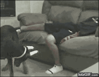 Dumb dog