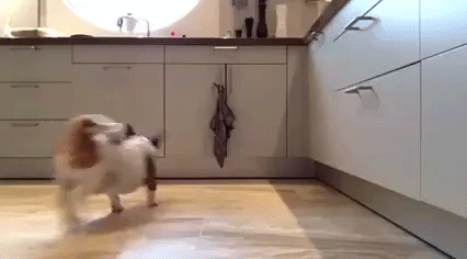 Clever dog