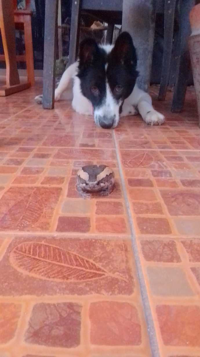 Is your dog intelligent or dumb?