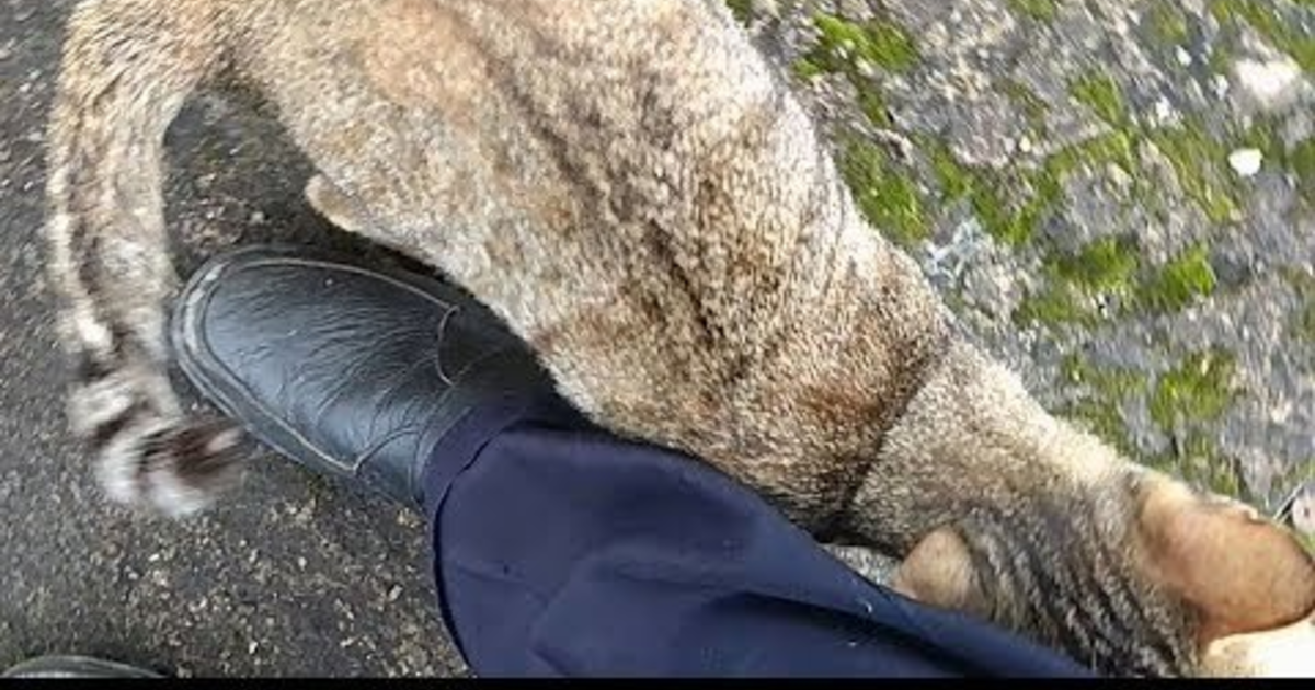 To those who dislike cats. what would you do if one rubbed up against