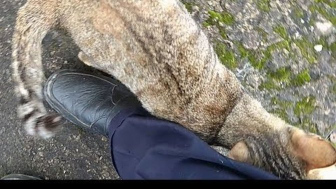 To those who dislike cats. what would you do if one rubbed up against your feet/legs?
