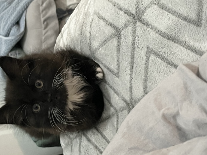 What should I name my cat?