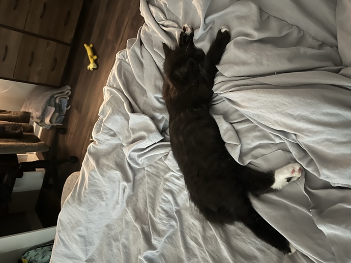 What should I name my cat?