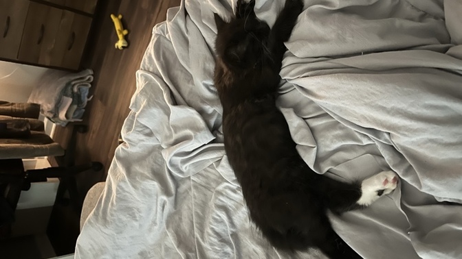 What should I name my cat?