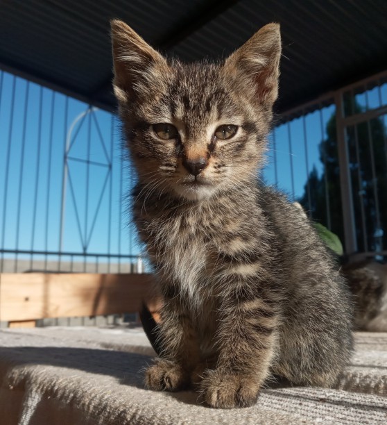 What would you name this cat?