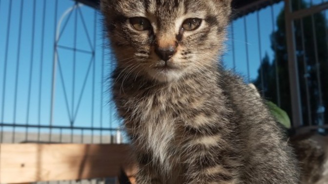 What would you name this cat?