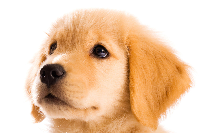 🦮 🐕‍🦺 🐕 🐩 Which dog do you like best?
