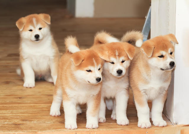 🦮 🐕‍🦺 🐕 🐩 Which dog do you like best?