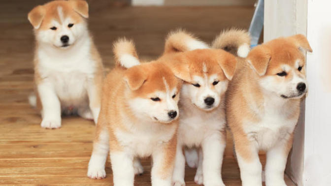 🦮 🐕‍🦺 🐕 🐩 Which dog do you like best?