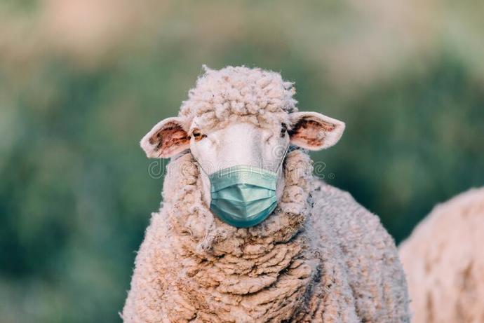 Guys, Since it's well known that sheep and other animals can carry and spread Covid-19, do you think sheep should be required to wear masks?