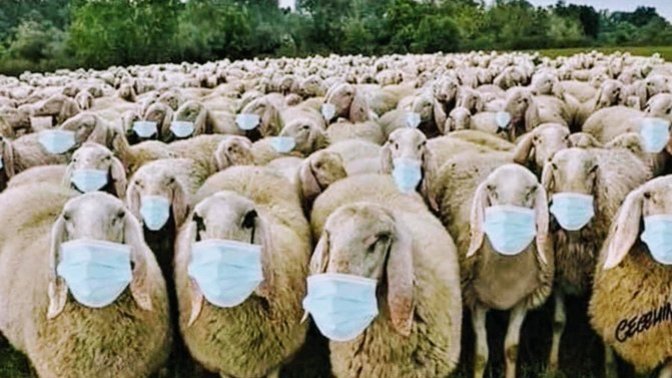 Guys, Since it's well known that sheep and other animals can carry and spread Covid-19, do you think sheep should be required to wear masks?